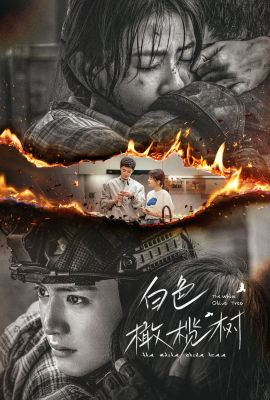 Белое оливковое дерево